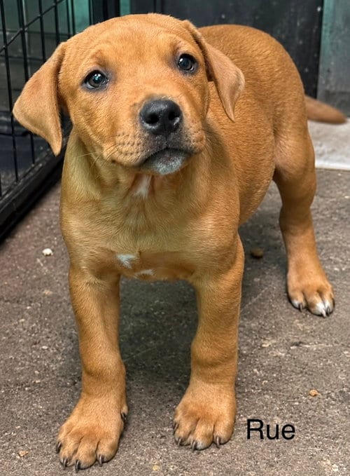 Photo of Rue (Seven Wonders 2026), adoptable Pit Bull Terrier in Wenonah, New Jersey