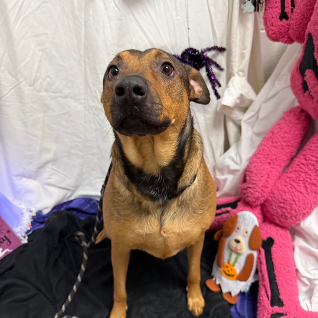 Photo of Levi, adoptable Shepherd / Mixed Breed (Large) in Martinsville, Virginia