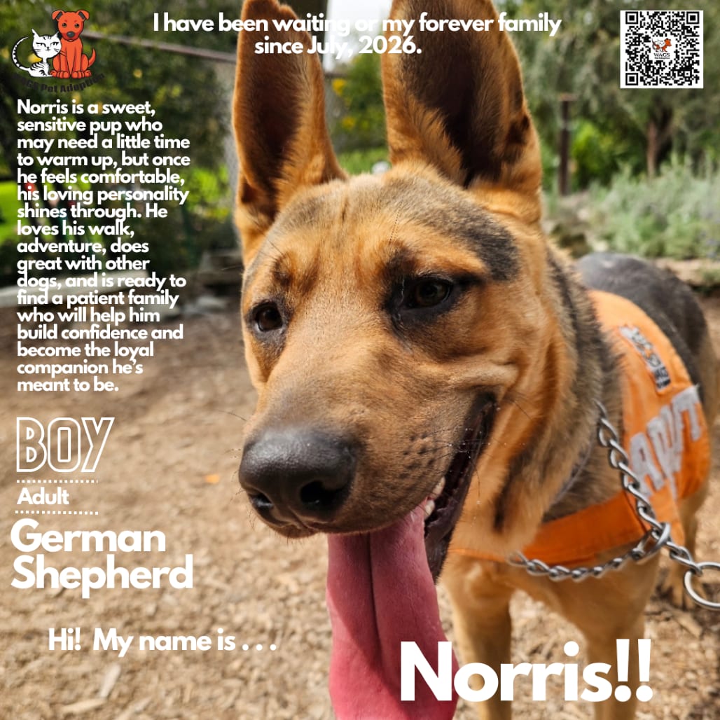 Photo of Norris, adoptable Shepherd, German in Westminster, California