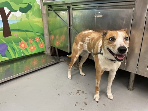 Photo of Nijaree, adoptable Australian Cattle Dog/Blue Heeler in Waco, Texas