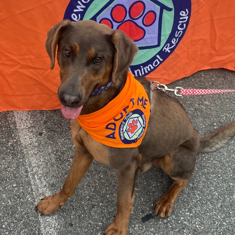 Photo of Rue, adoptable Mixed Breed (Medium) in Fairfax Station, Virginia