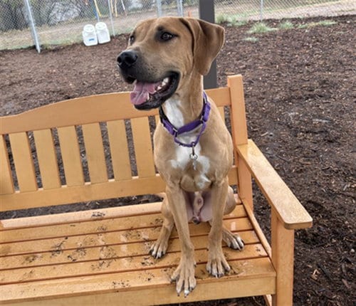 Photo of Pluto, adoptable Labrador Retriever in Denver, Colorado