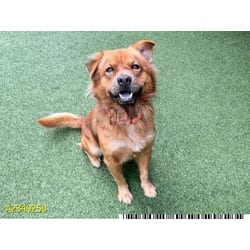 Photo of Mister Chowder, adoptable Mixed Breed (Medium) in West Palm Beach, Florida