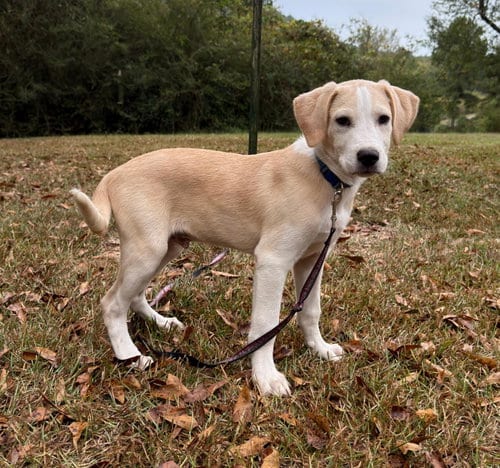 Photo of Cuddles, adoptable Labrador Retriever in Attalka, Alabama