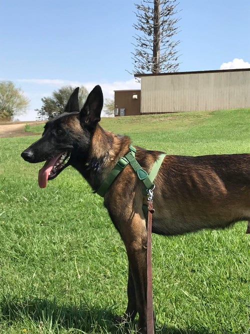Photo of Lieutenant Dan - Located in CA, adoptable Belgian Shepherd Malinois in Imlay City, Michigan