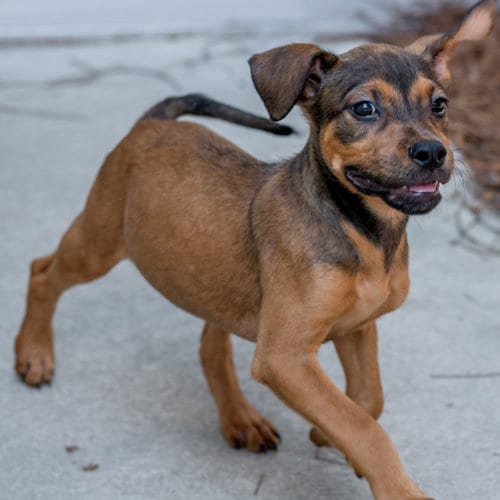Photo of Bean, adoptable Terrier in Hilton Head, South Carolina