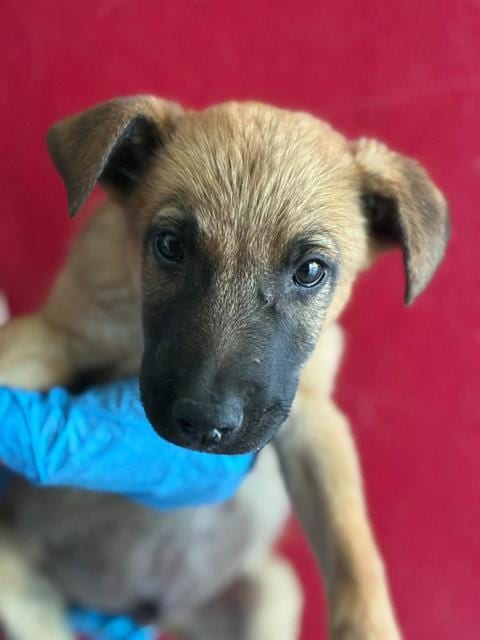 Photo of A256328, adoptable Belgian Shepherd Malinois in Visalia, California