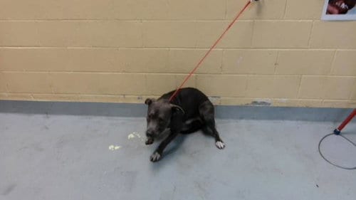 Photo of Chicken, adoptable Pit Bull Terrier in Tulsa, Oklahoma
