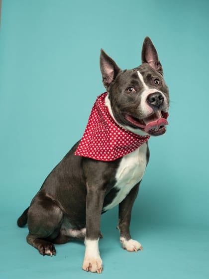 Photo of Morning Walk, adoptable dog in Atlanta, Georgia