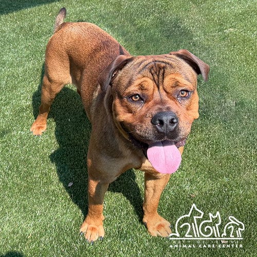 Photo of Conan, adoptable Mastiff in Irvine, California