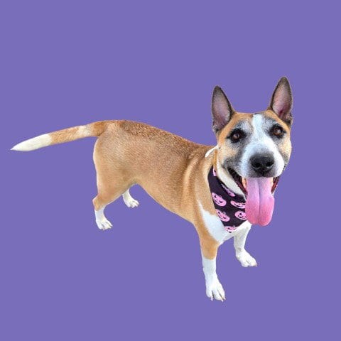 Photo of Sosha, adoptable German Shepherd Dog in Bakersfield, California