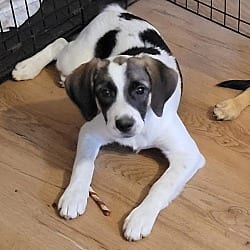 Photo of Peddle-REDUCED to $300, adoptable Shepherd (Unknown Type) Labrador Retriever in Manchester, New Hampshire