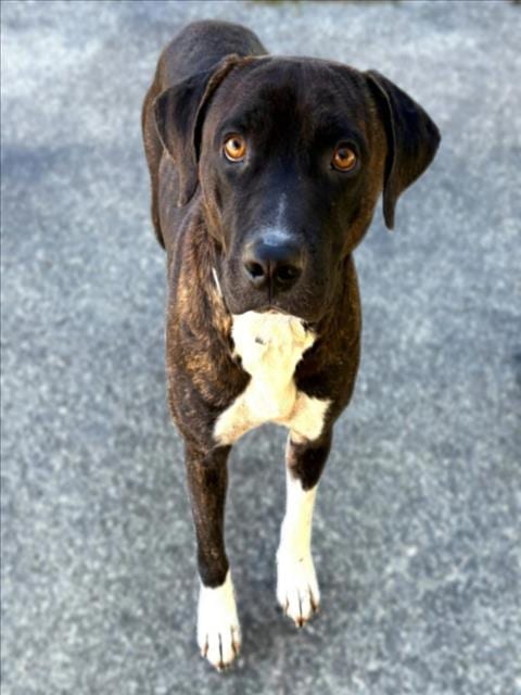 Photo of Ted, adoptable Staffordshire Bull Terrier in Houston, Texas