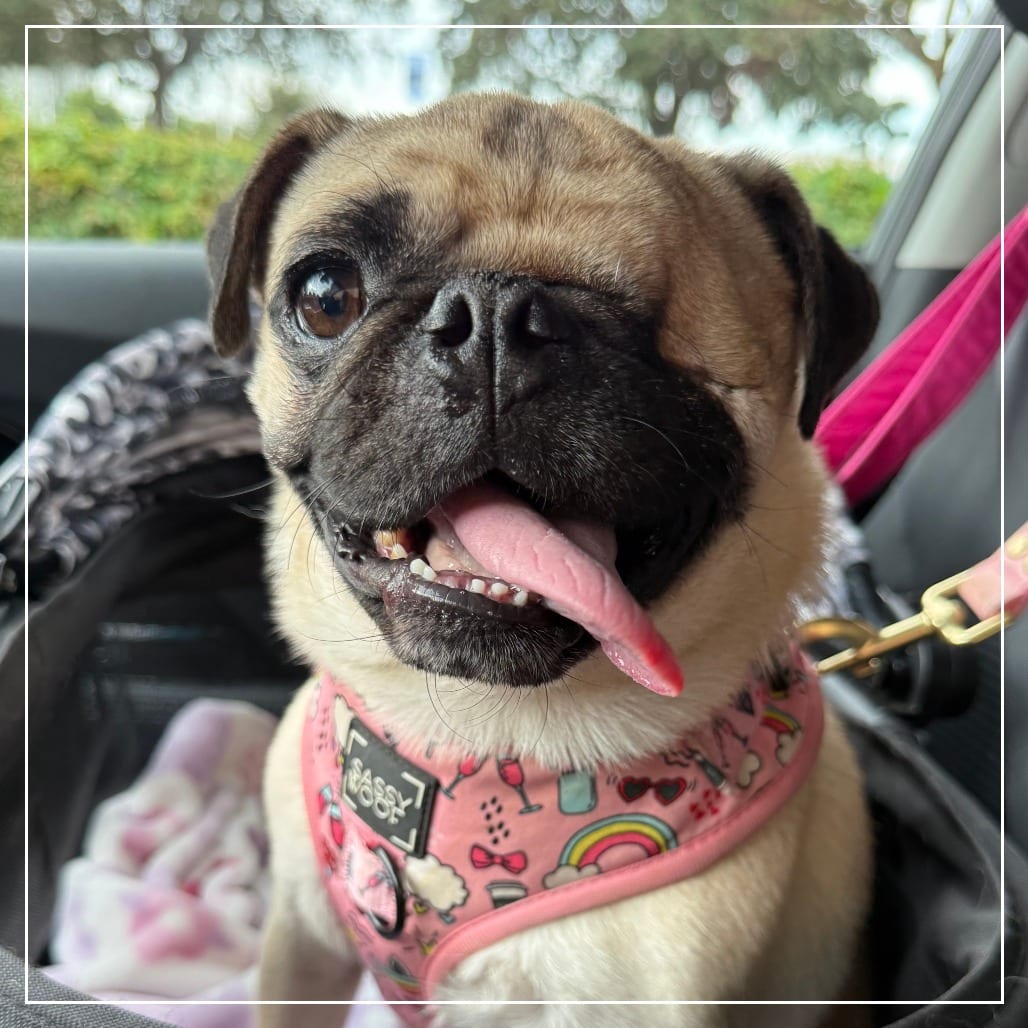Photo of Winston, adoptable Pug in California, California