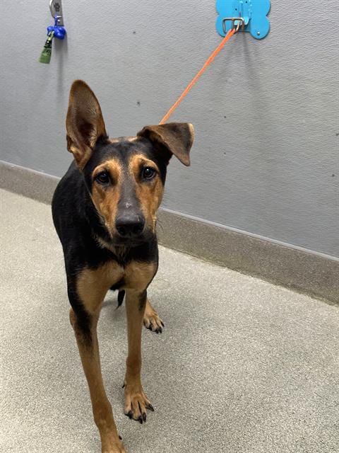 Photo of Maple Cookie, adoptable German Shepherd Dog in Las Vegas, Nevada