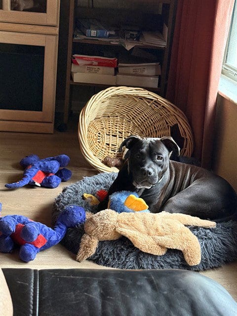 Photo of Jax, adoptable Staffordshire Bull Terrier in Ocala, Florida