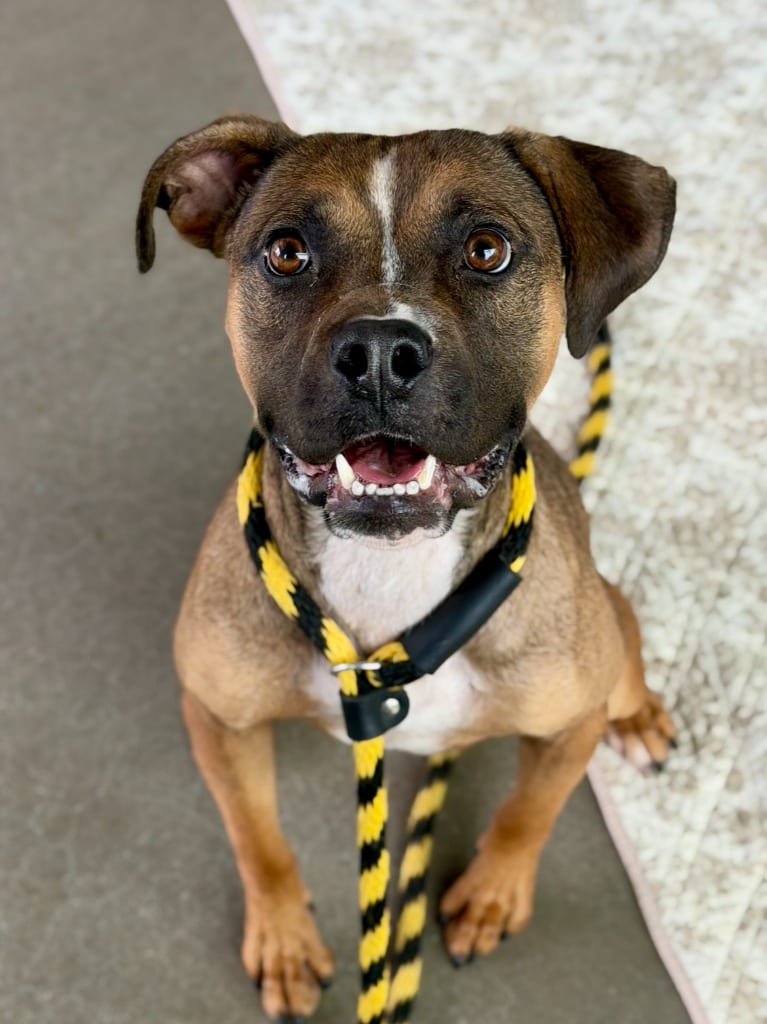 Photo of Kay, adoptable Labrador Retriever in Hartsville, South Carolina