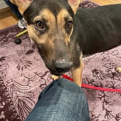 Photo of Bailey, adoptable German Shepherd Dog in Boulder, Colorado