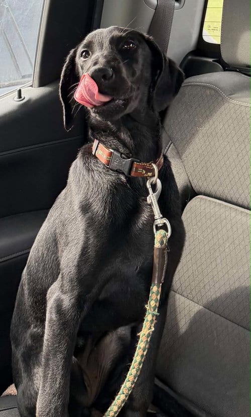 Photo of Joda, adoptable Labrador Retriever in Holly Springs, North Carolina