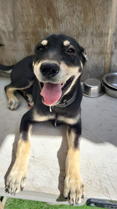 Photo of Noah, adoptable Australian Kelpie in Inglewood, California