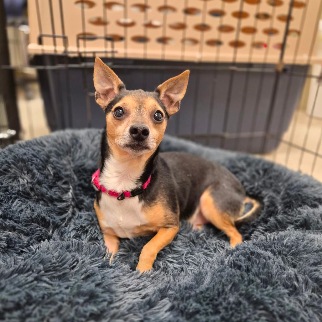 Photo of Carson, adoptable Chihuahua in Woodstock, Illinois