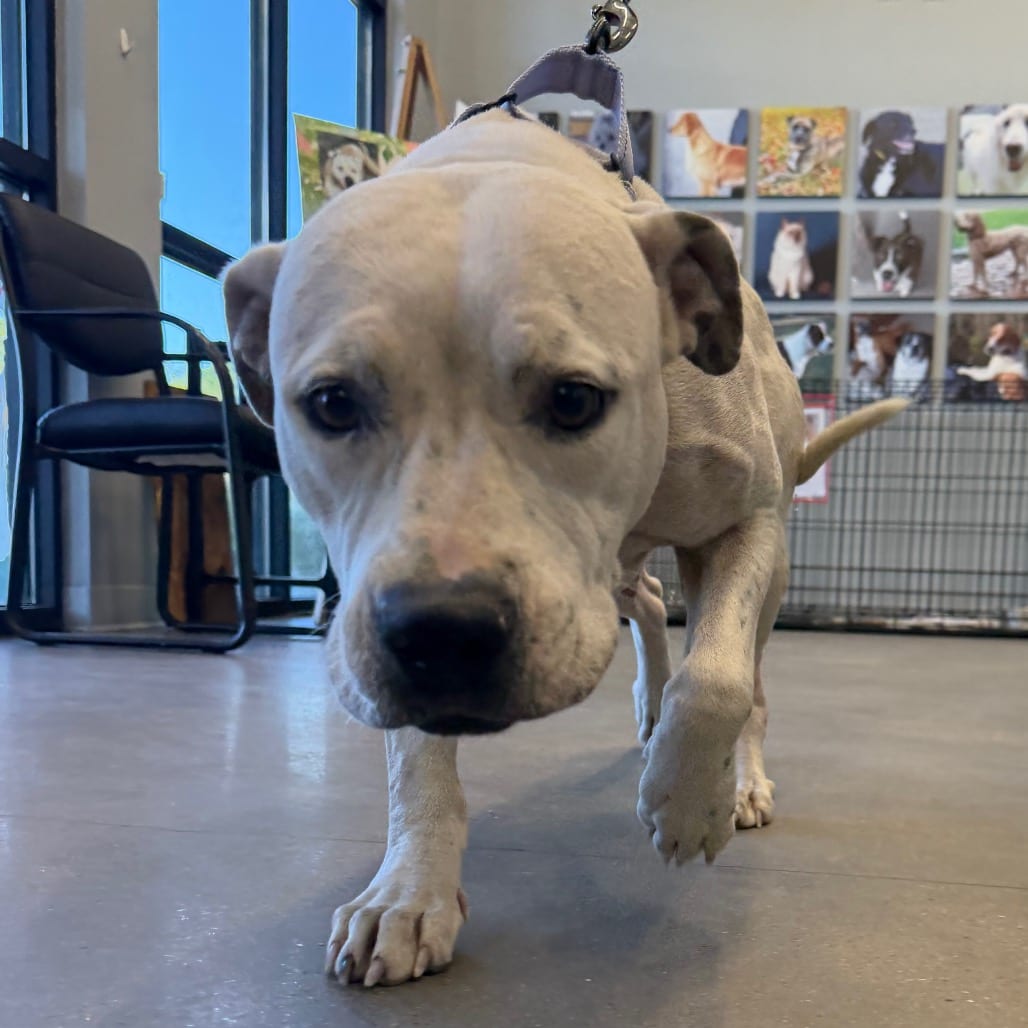 Photo of Jules, adoptable Boxer in Marshall, Texas