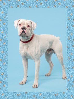 Photo of River, adoptable Boxer in Los Angeles, California