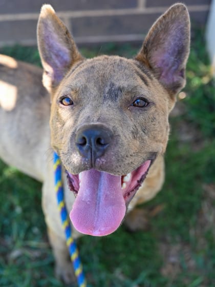 Photo of Luanne, adoptable dog in Chamblee, Georgia