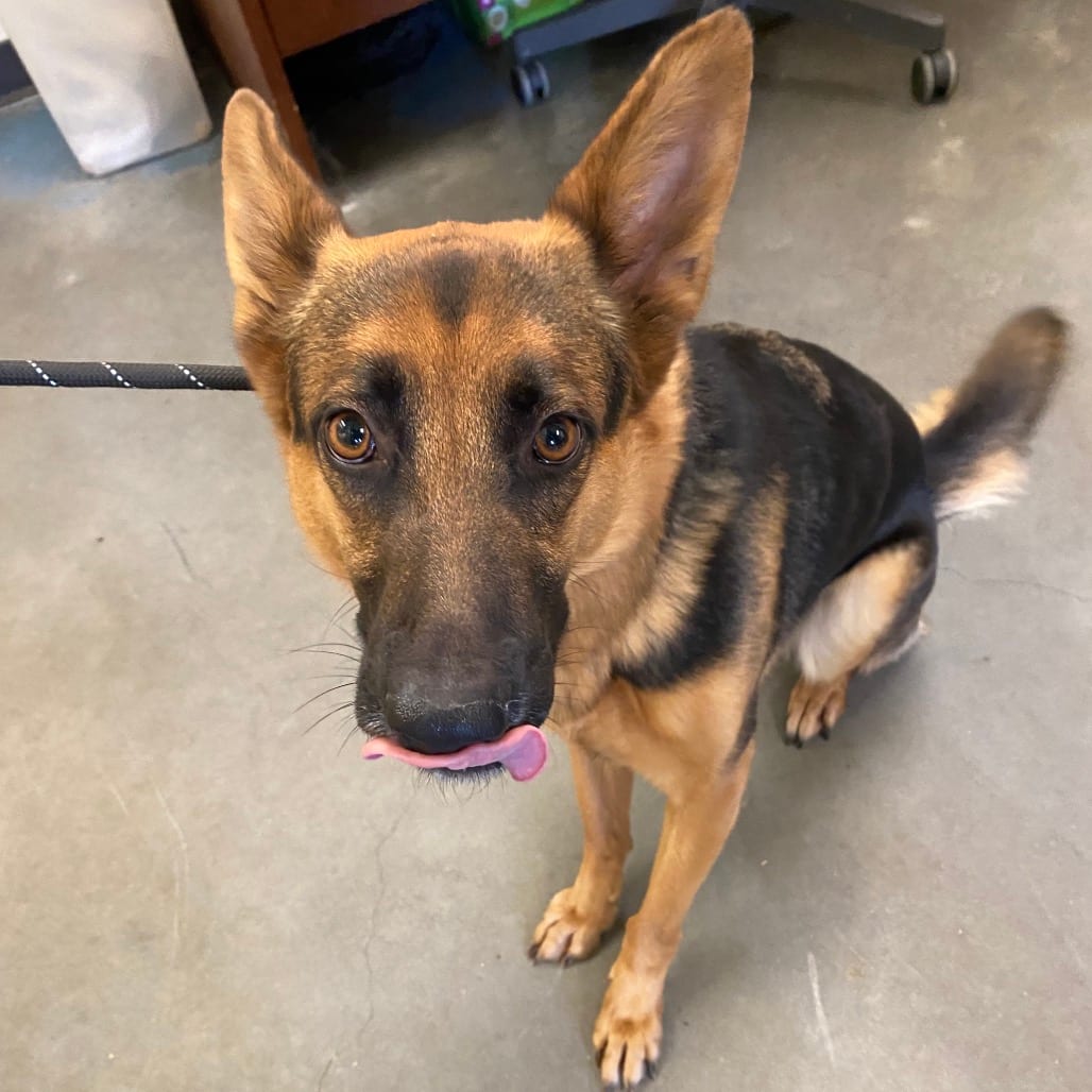 Photo of Zoey, adoptable dog
