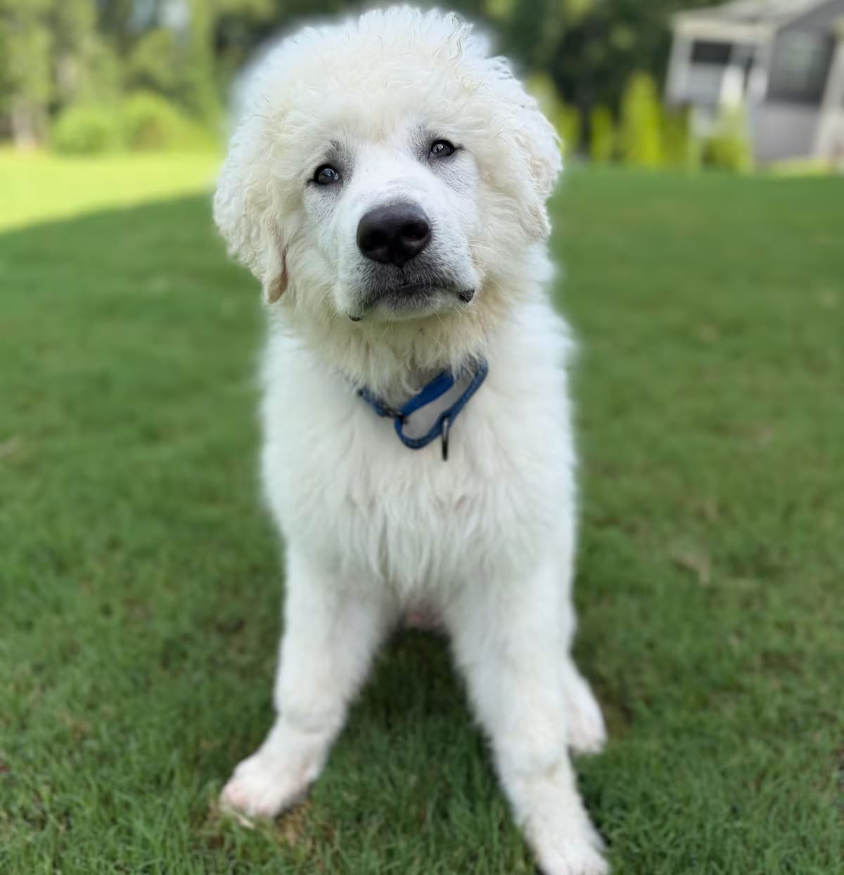 Photo of Stanley, adoptable Great Pyrenees in Greer, South Carolina