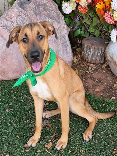 Photo of Jellybean, adoptable Hound mix in Oklahoma City, Oklahoma