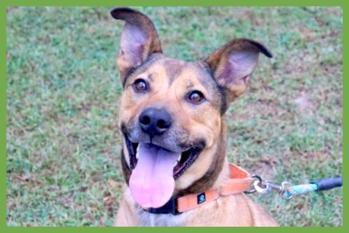 Photo of Beckham, adoptable Shepherd in Amherst, Massachusetts