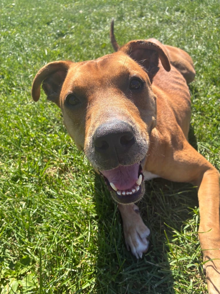 Photo of Velma, adoptable Mixed Breed in New Cumberland, West Virginia