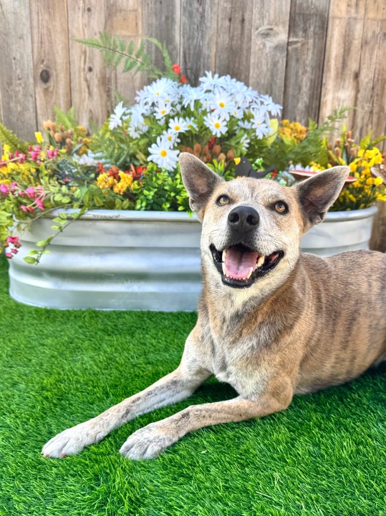 Photo of Nanook, adoptable Terrier in Canyon Lake, Texas