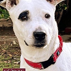 Photo of Stella, adoptable Bull Terrier Dalmatian in Marina del Rey, California