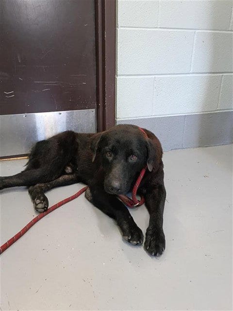 Photo of Shaw, adoptable Labrador Retriever in Corpus Christi, Texas