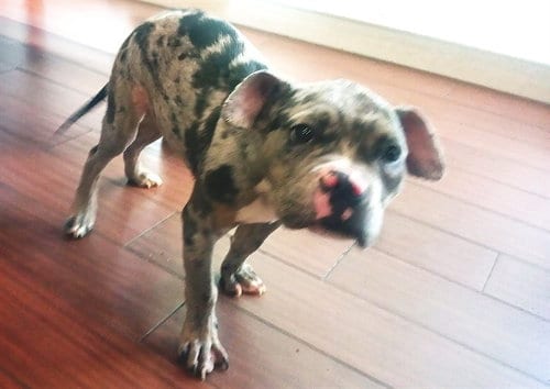 Photo of Tinkerbell, adoptable American Bulldog in Ft Lauderdale, Florida
