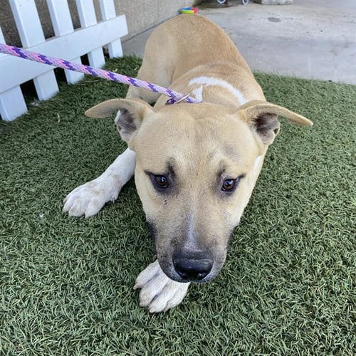 Photo of Ryan, adoptable Pit Bull Terrier in Modesto, California