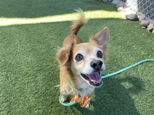 Photo of Teriyaki, adoptable Chihuahua in Phoenix, Arizona