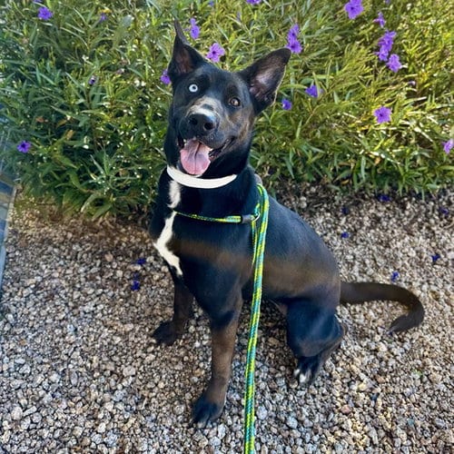 Photo of Millie Moon, adoptable Australian Cattle Dog/Blue Heeler in Mesa, Arizona