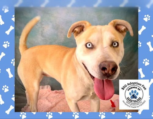 Photo of Millie, adoptable Siberian Husky in Salinas, California