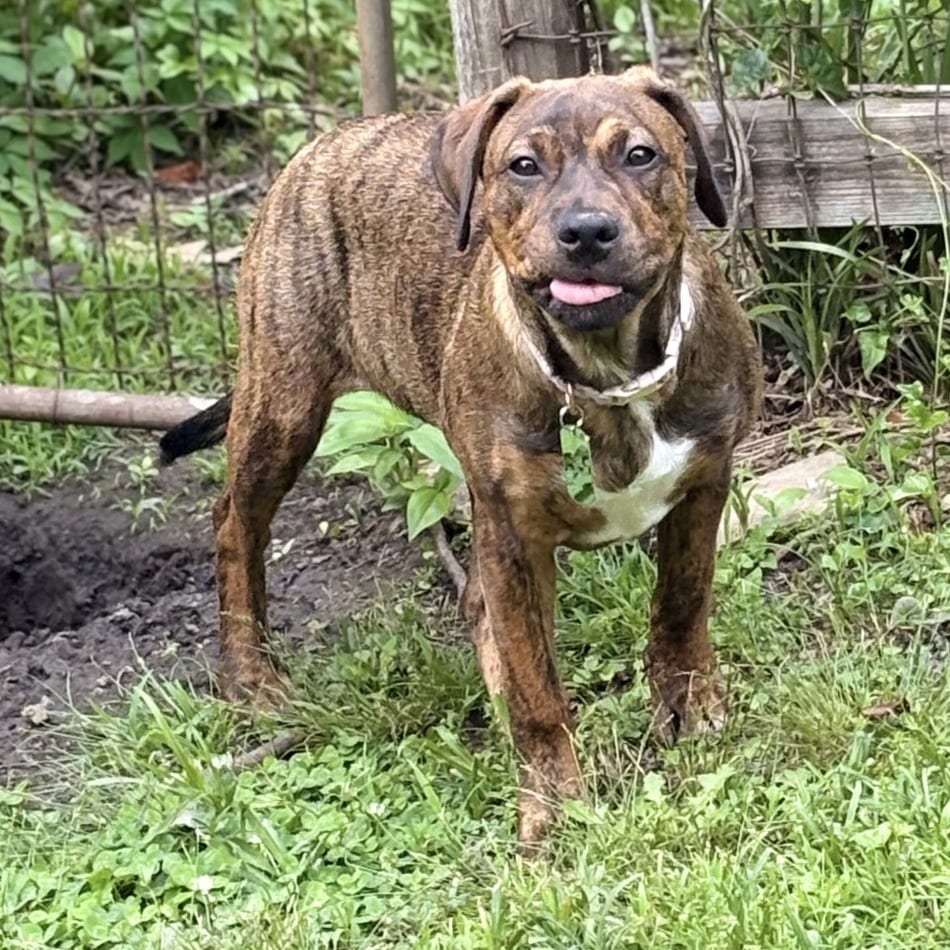 Photo of Penelope, adoptable Mixed Breed (Medium)