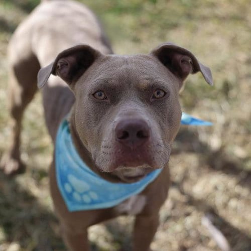 Photo of Loco, adoptable American Staffordshire Terrier in San Antonio, Texas