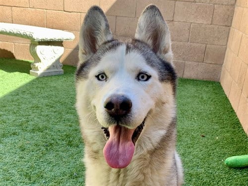 Photo of Conrad, adoptable Siberian Husky in Moreno Valley, California