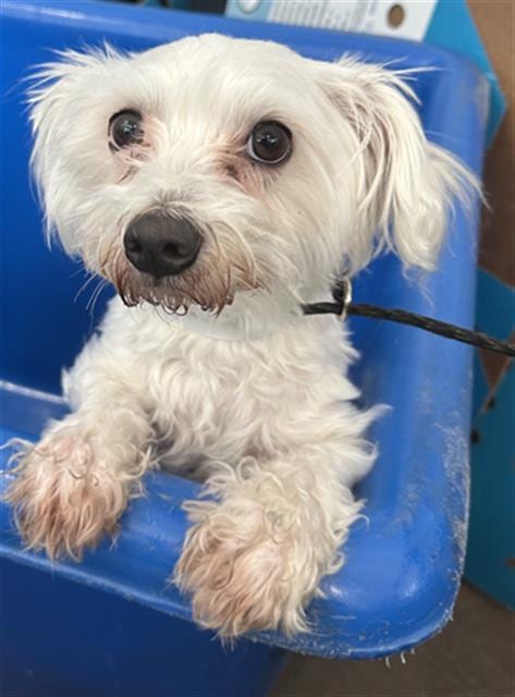 Photo of Milo, adoptable Mixed Breed