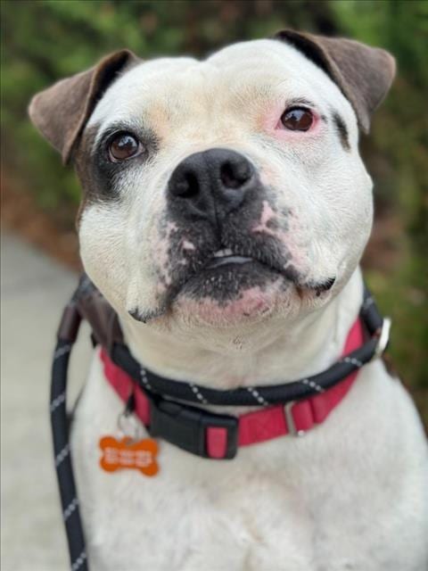 Photo of Shi-Loh, adoptable Pit Bull Terrier in Woodland, California