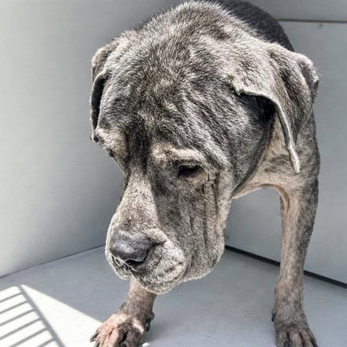 Photo of A661602, adoptable Pit Bull Terrier in Houston, Texas