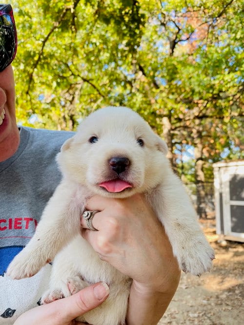 Photo of Spud Muffin, adoptable Great Pyrenees in Spring, Texas