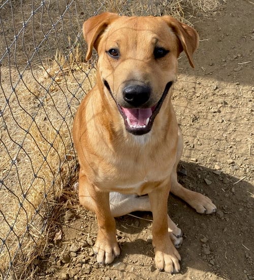 Photo of Shea, adoptable Labrador Retriever in Yreka, California