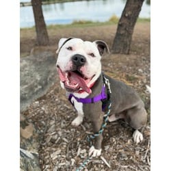 Photo of Ferdinand, adoptable American Pit Bull Terrier in Brighton, Colorado